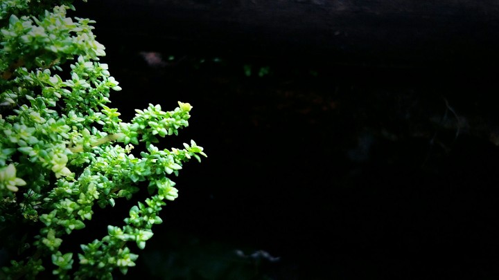 tiny plant