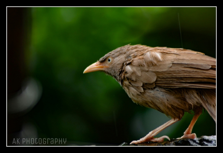 bird