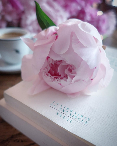 teacup, plant वॉलपेपर