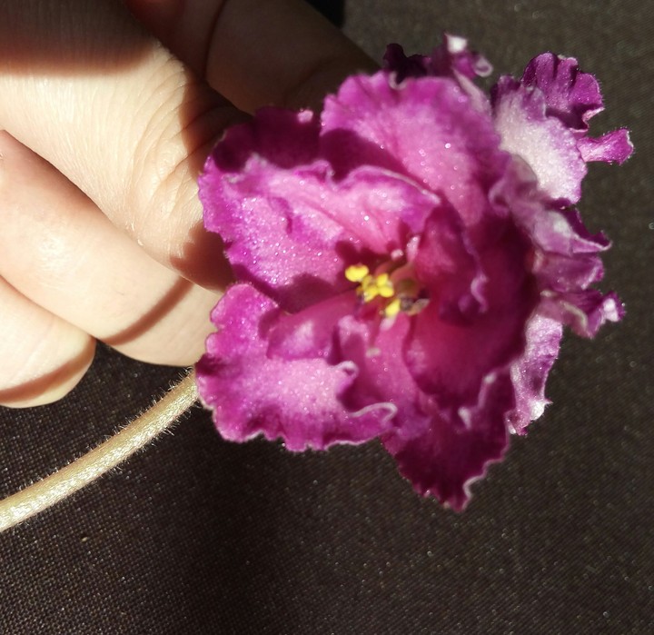 my flower