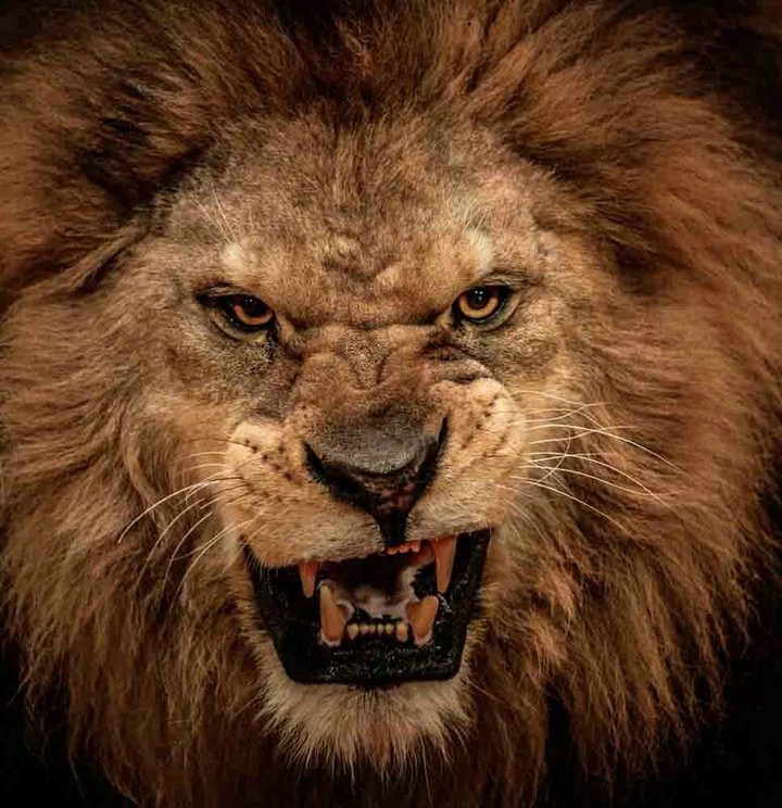 lion
