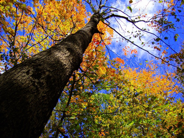 Fall Sky
