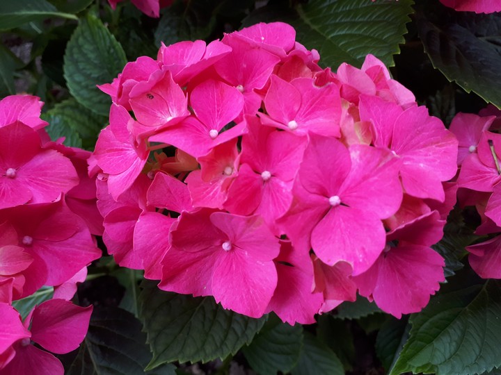 Pink hydrangeas