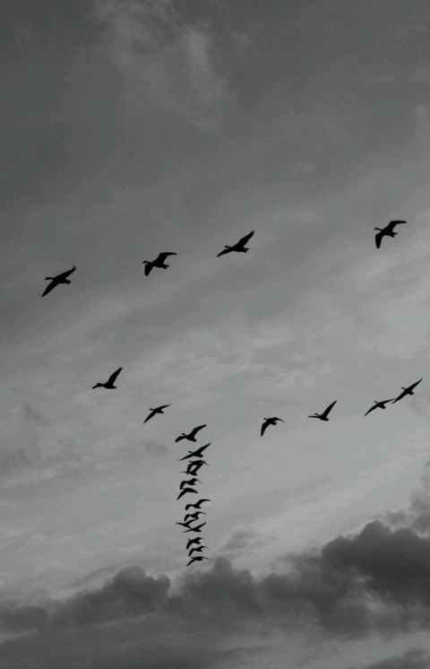 Black and white