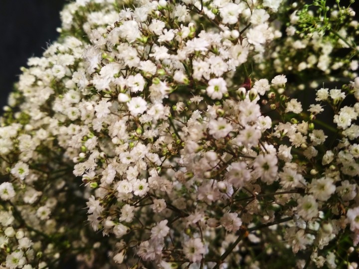 White Flower