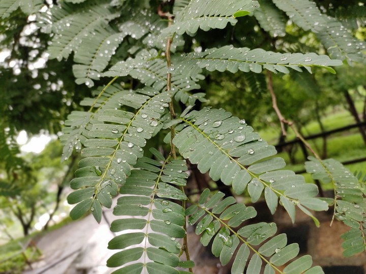 leaves
