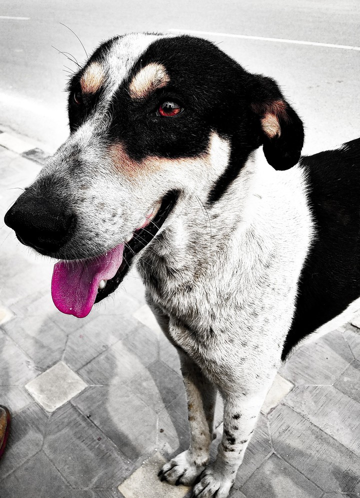 Street dog....