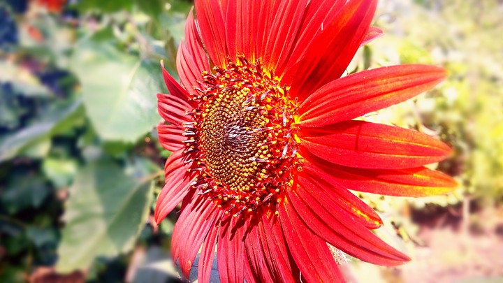 Red sun-flower from profile