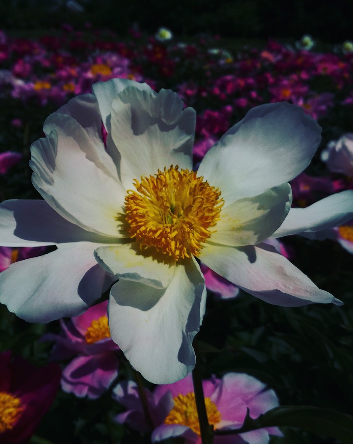 flower❤