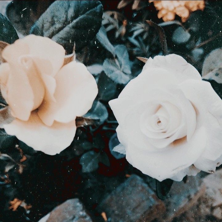 my garden flowers