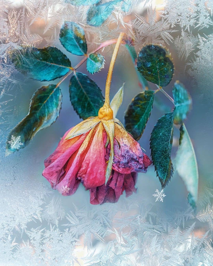 ⭐⚘⭐⚘⭐⚘