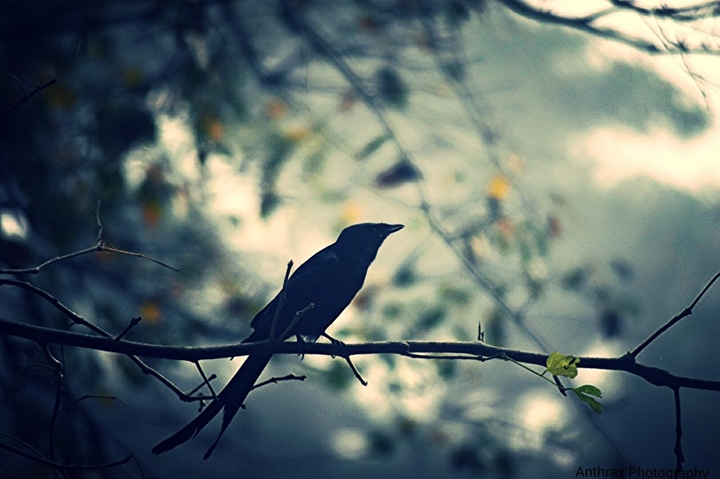 Single Bird