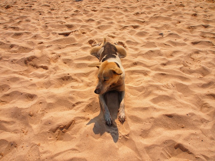 very cute dog
