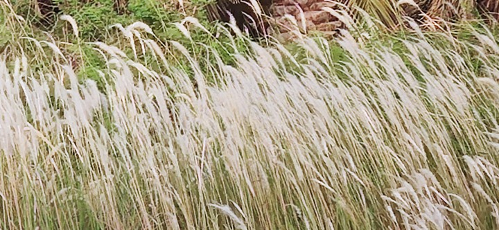 palm