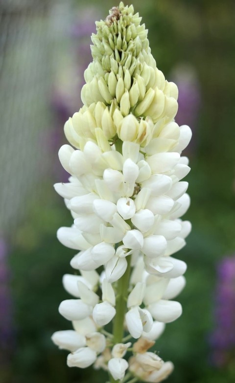 hình nền tuberose, petal