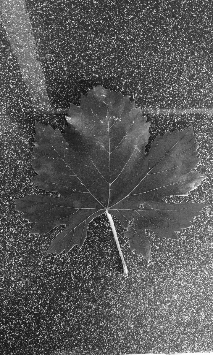 leaf