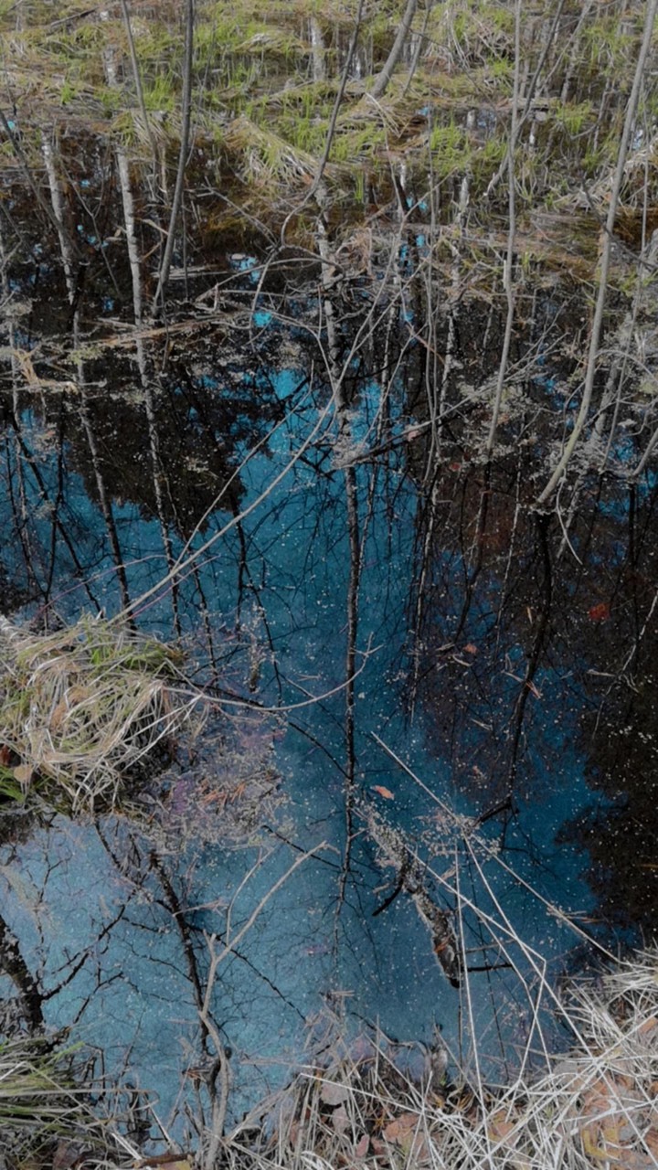 forest swamp