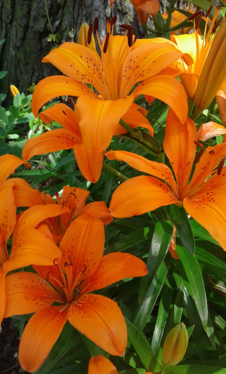 flowers