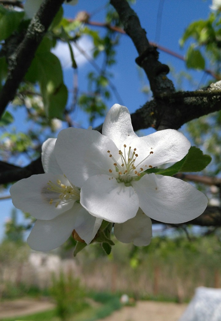 flower