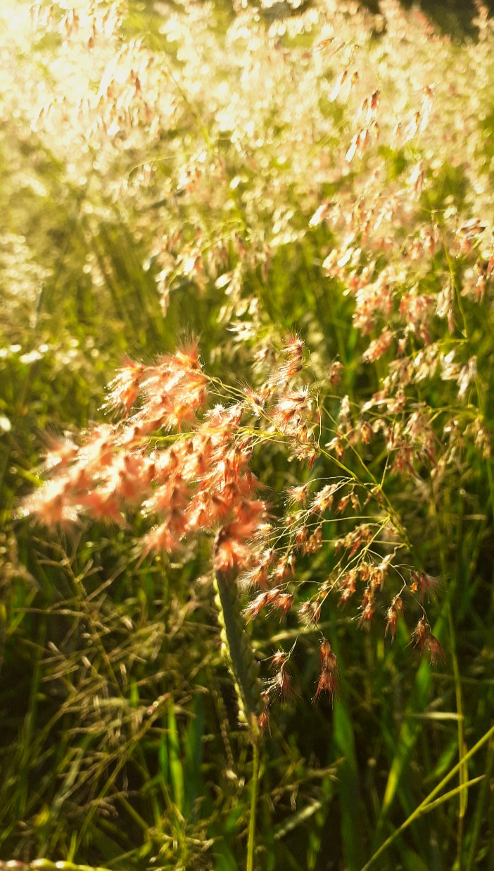 grass