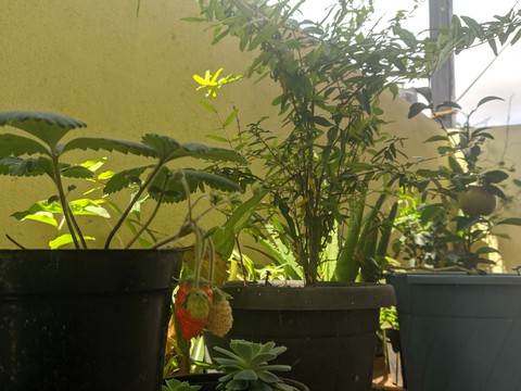 strawberry plant