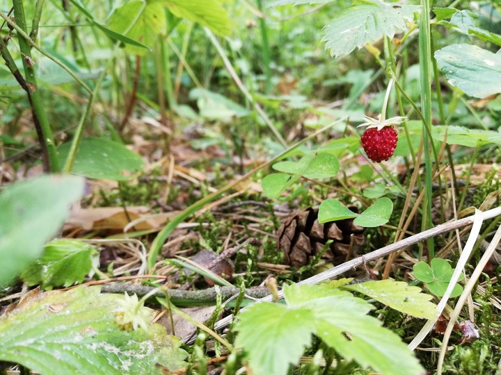 Berries