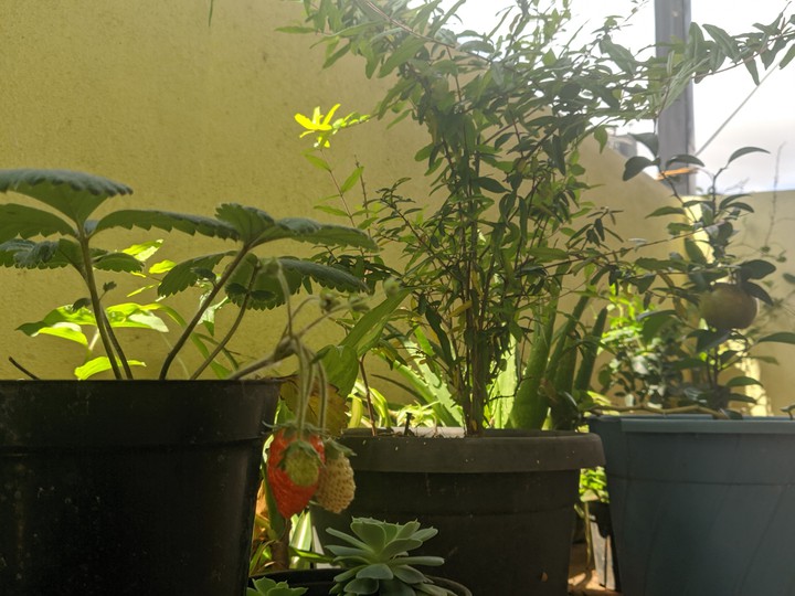 strawberry plant