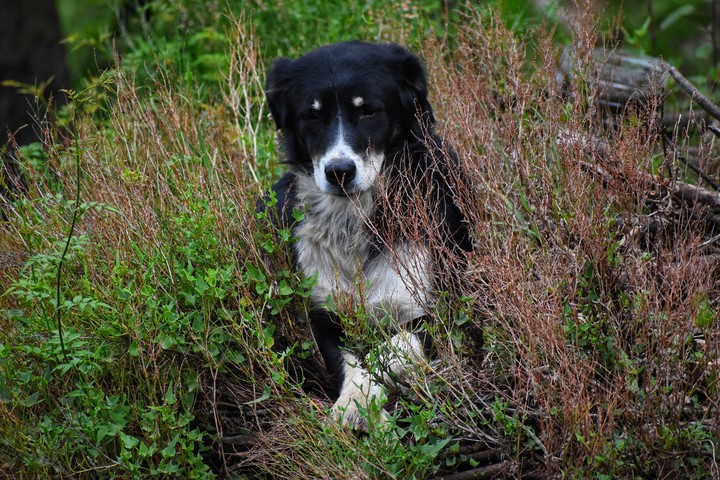 #Dog