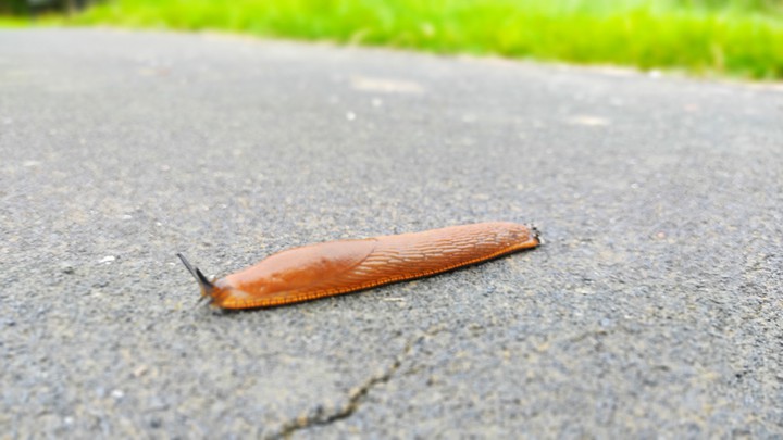 Slug