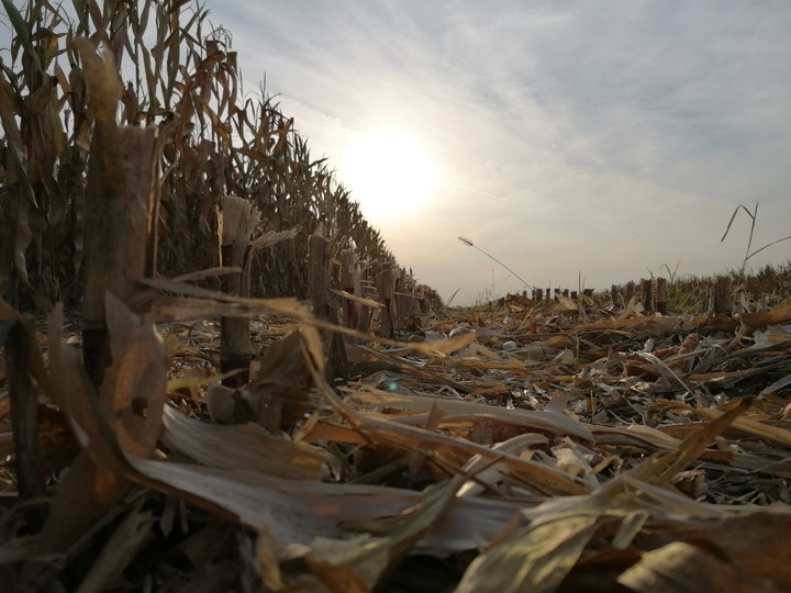 harvest