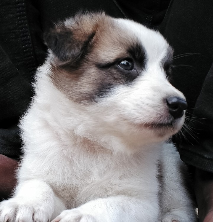 my sweet pet