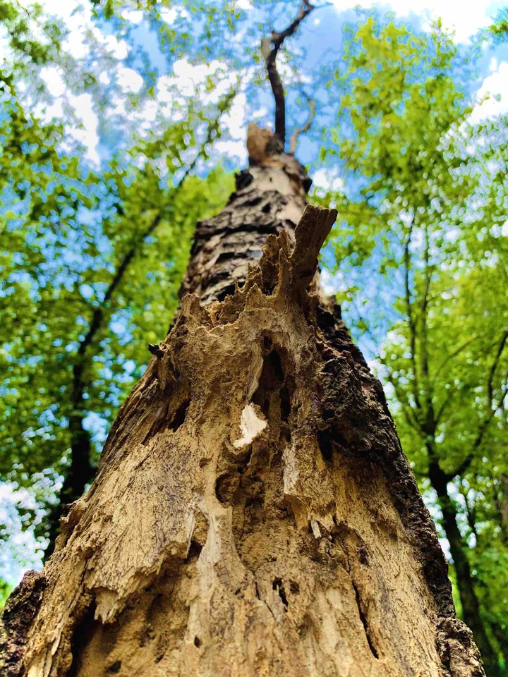 trunk