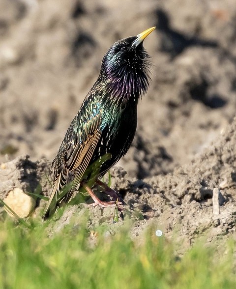 passerine, bird壁紙