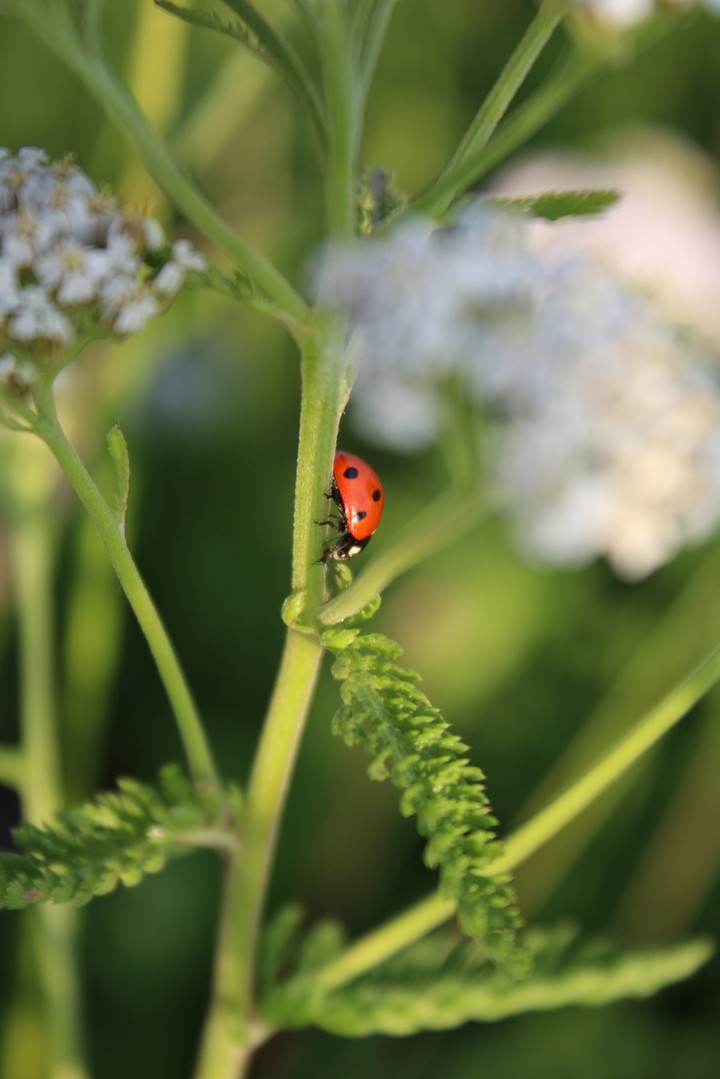 Божья коровка / Ladybug 