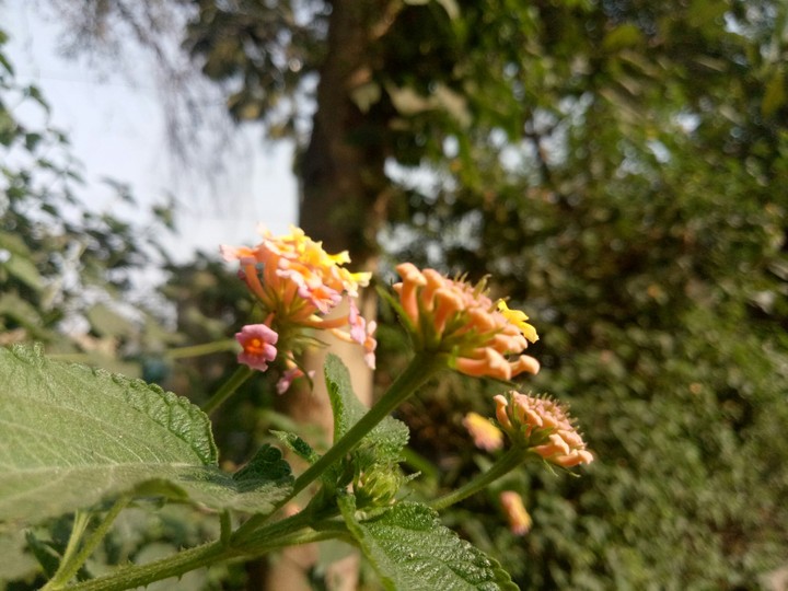 flower