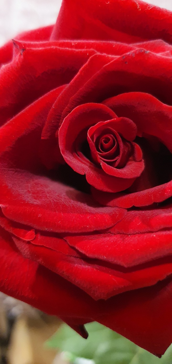 rose