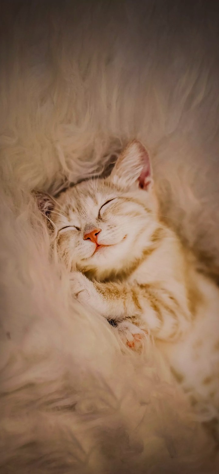 kittens ? are cute? ? ?