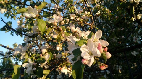 Apple tree