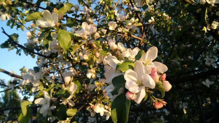 Apple tree 