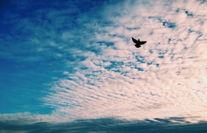 Dove