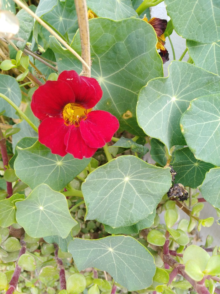 Flor roja
