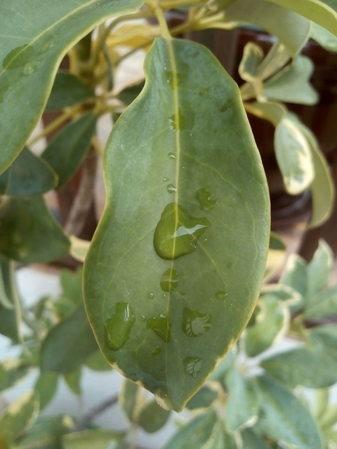 dropped leaf ....