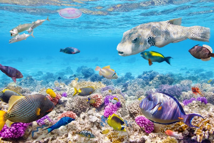 Under Water_3