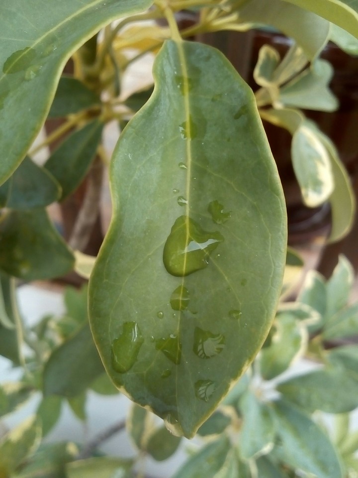 dropped leaf ....