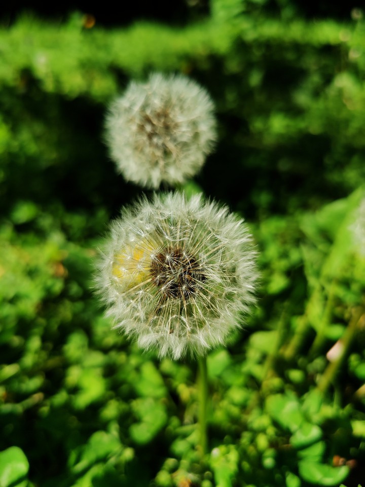 dandelion