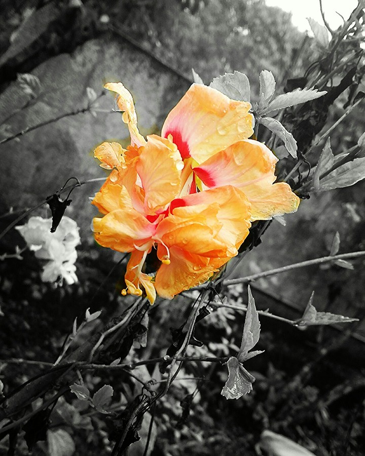 Colorful