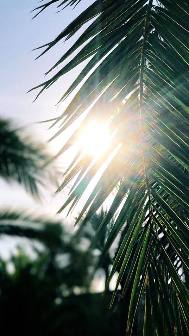 palms, Havana, summer