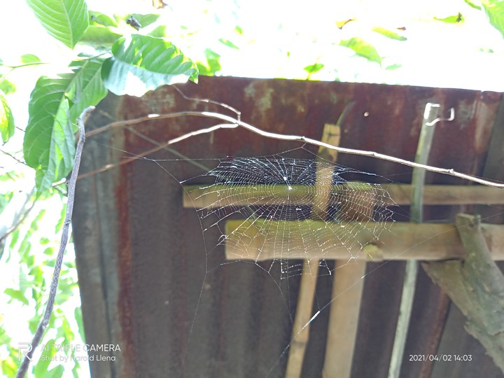 “A Spider Web”