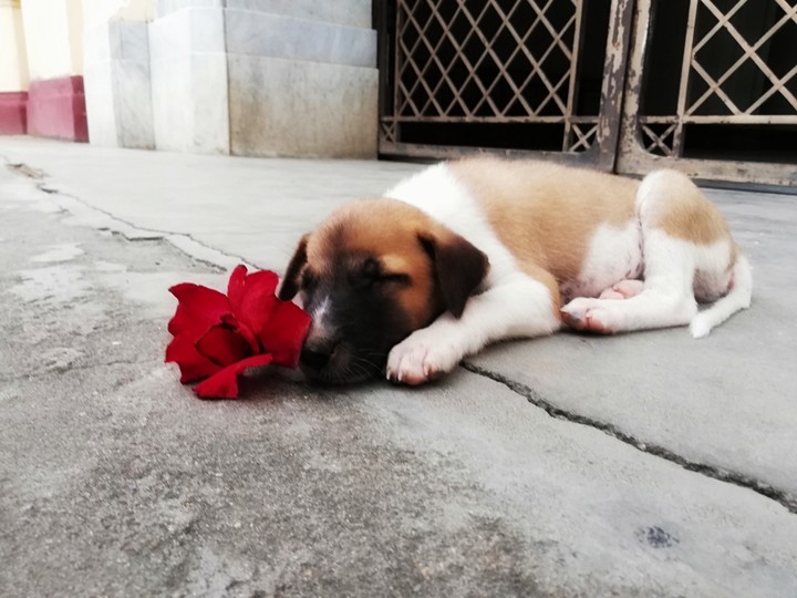 doggy