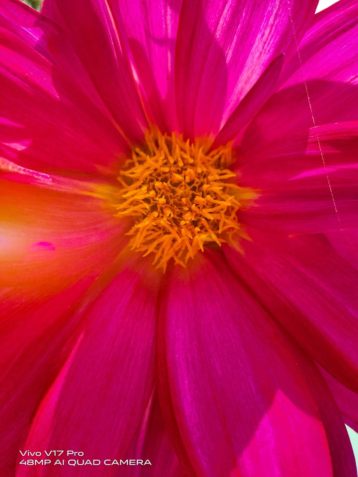 Beauty of Flowers ❤️